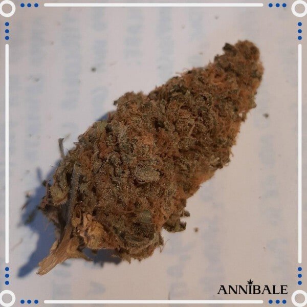 Annibale-Seedshop-Genetics-Old-Candy-Regular-Cannabis-Seeds-Originals-4