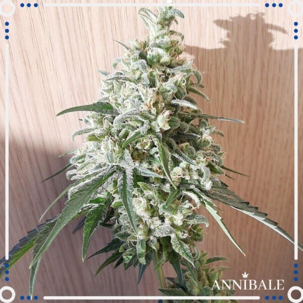 Annibale-Seedshop-Genetics-Old-Lemongrass-Regular-Cannabis-Seeds-Originals-1