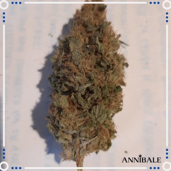 Annibale-Seedshop-Genetics-Old-Lemongrass-Regular-Cannabis-Seeds-Originals-3