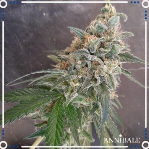 Annibale-Seedshop-Genetics-Old-Lemongrass-Regular-Cannabis-Seeds-Originals