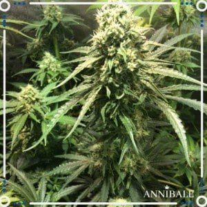 Annibale-Seedshop-Genetics-Old-Peyote-Regular-Cannabis-Seeds-Originals-Limited-Edition