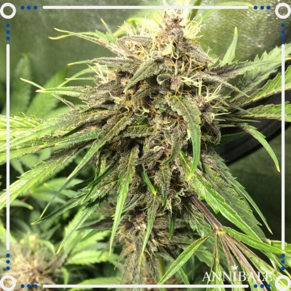 Annibale-Seedshop-Genetics-Old-Poison-Regular-Cannabis-Seeds-Originals-Limited-Edition-1