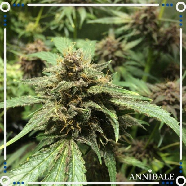 Annibale-Seedshop-Genetics-Old-Poison-Regular-Cannabis-Seeds-Originals-Limited-Edition-2