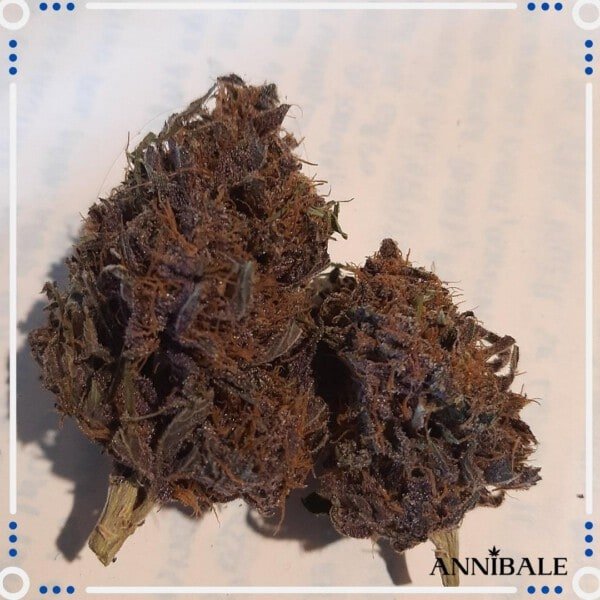 Annibale-Seedshop-Genetics-Old-Poison-Regular-Cannabis-Seeds-Originals-Limited-Edition-3