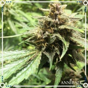 Annibale-Seedshop-Genetics-Old-Poison-Regular-Cannabis-Seeds-Originals-Limited-Edition