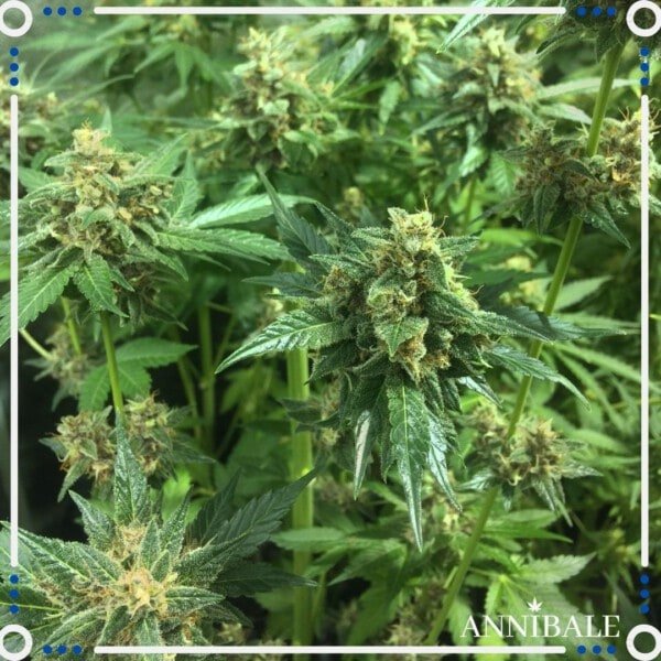 Annibale-Seedshop-Genetics-Old-Sour-Cookies-Regular-Cannabis-Seeds-Originals-Limited-Edition-1