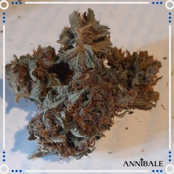 Annibale-Seedshop-Genetics-Old-Sour-Cookies-Regular-Cannabis-Seeds-Originals-Limited-Edition-2