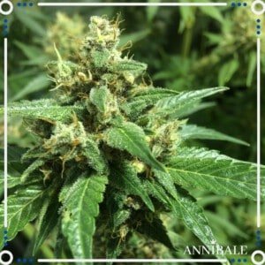 Annibale-Seedshop-Genetics-Old-Sour-Cookies-Regular-Cannabis-Seeds-Originals-Limited-Edition