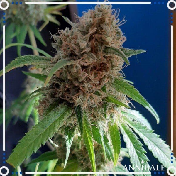 Annibale-Seedshop-Genetics-Old-Sweet-Critical-F1-Regular-Cannabis-Seeds-1