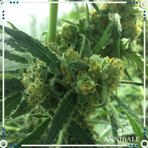 Annibale-Seedshop-Genetics-Old-Sweet-Critical-F1-Regular-Cannabis-Seeds-2