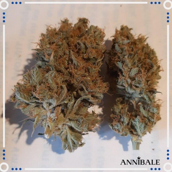 Annibale-Seedshop-Genetics-Old-Sweet-Critical-F1-Regular-Cannabis-Seeds-3