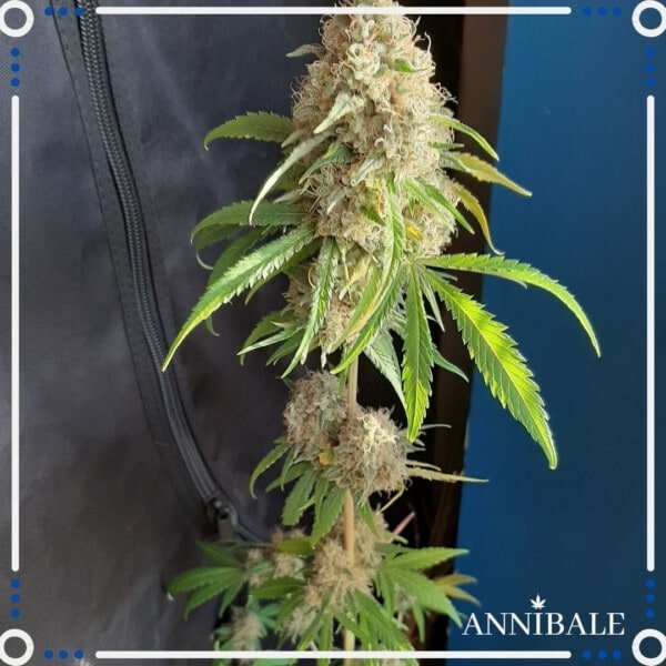 Annibale-Seedshop-Genetics-Old-Sweet-Critical-F1-Regular-Cannabis-Seeds
