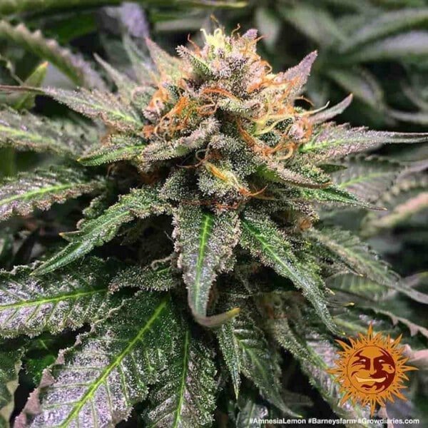 Barney_s-Farm-Amnesia-Lemon-Feminized-Cannabis-Seed-Annibale-Seedshop-1