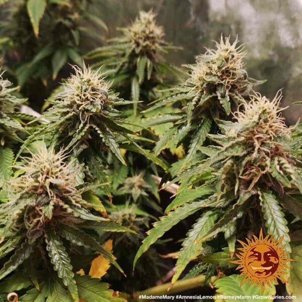 Barney_s-Farm-Amnesia-Lemon-Feminized-Cannabis-Seed-Annibale-Seedshop-2