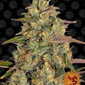 Barney_s-Farm-Amnesia-Lemon-Feminized-Cannabis-Seed-Annibale-Seedshop