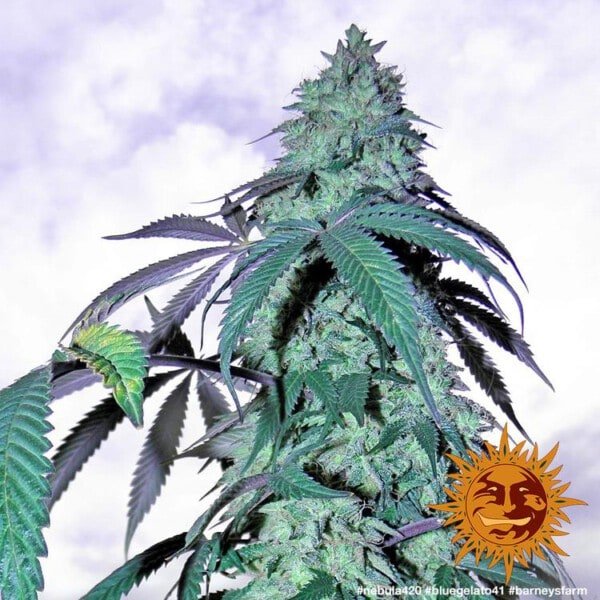 Barney_s-Farm-Blue-Gelato-41-Feminized-Cannabis-Seed-Annibale-Seedshop-2