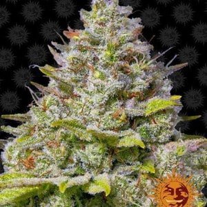 Barney_s-Farm-Blue-Gelato-41-Feminized-Cannabis-Seed-Annibale-Seedshop