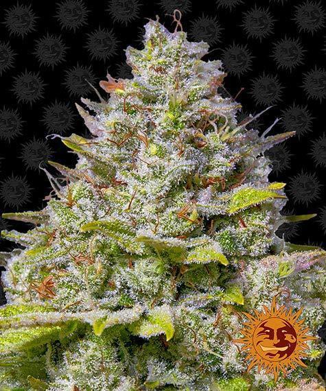 Barney_s-Farm-Blue-Gelato-41-Feminized-Cannabis-Seed-Annibale-Seedshop