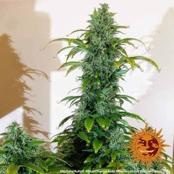 Barney_s-Farm-Blueberry-Cheese-Autoflowering-Feminized-Cannabis-Seed-Annibale-Seedshop-1