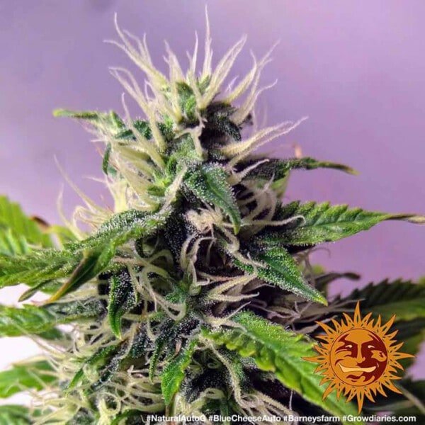 Barney_s-Farm-Blueberry-Cheese-Autoflowering-Feminized-Cannabis-Seed-Annibale-Seedshop-2
