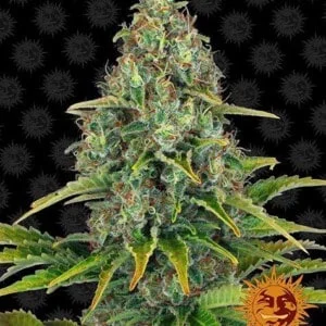 Barney_s-Farm-Blueberry-Cheese-Autoflowering-Feminized-Cannabis-Seed-Annibale-Seedshop
