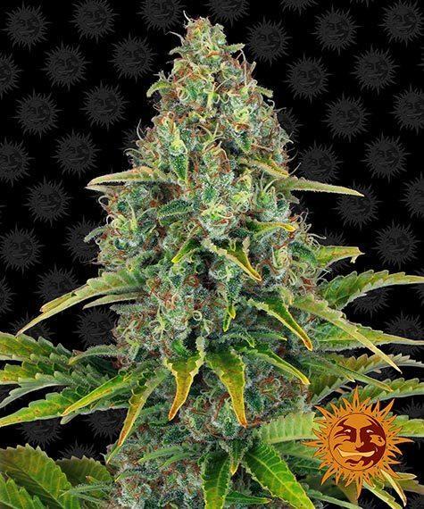 Barney_s-Farm-Blueberry-Cheese-Autoflowering-Feminized-Cannabis-Seed-Annibale-Seedshop