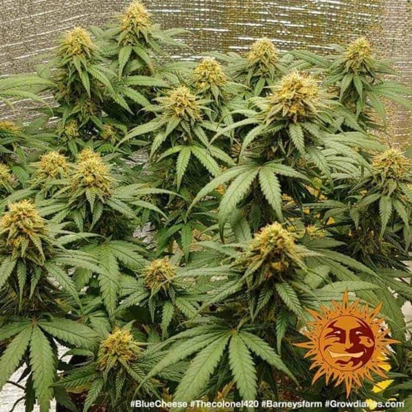 Barney_s-Farm-Blueberry-Cheese-Feminized-Cannabis-Seed-Annibale-Seedshop-1