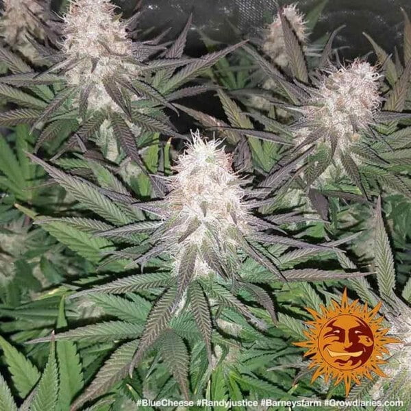 Barney_s-Farm-Blueberry-Cheese-Feminized-Cannabis-Seed-Annibale-Seedshop-2