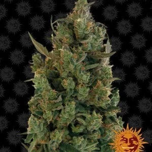 Barney_s-Farm-Blueberry-Cheese-Feminized-Cannabis-Seed-Annibale-Seedshop