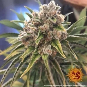 Barney_s-Farm-Blueberry-OG-Feminized-Cannabis-Seed-Annibale-Seedshop