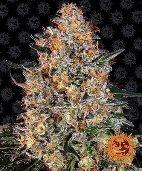 Barney_s-Farm-Bubba-Kush-Feminized-Cannabis-Seed-Annibale-Seedshop