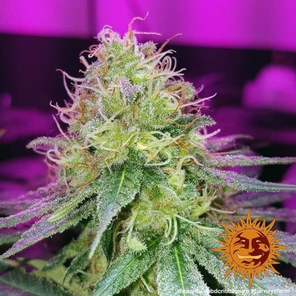 Barney_s-Farm-CBD-Critical-Cure-Feminized-Cannabis-Seed-Annibale-Seedshop-1