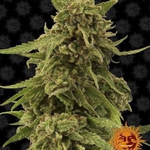 Barney_s-Farm-CBD-Critical-Cure-Feminized-Cannabis-Seed-Annibale-Seedshop