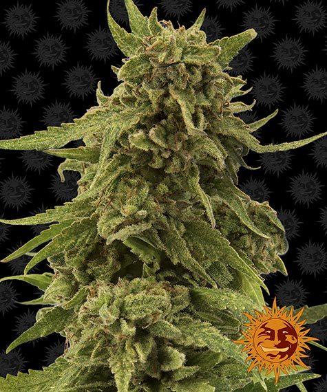 Barney_s-Farm-CBD-Critical-Cure-Feminized-Cannabis-Seed-Annibale-Seedshop