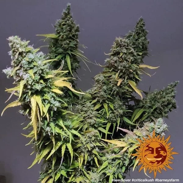 Barney_s-Farm-Critical-Kush-Feminized-Cannabis-Seed-Annibale-Seedshop-1