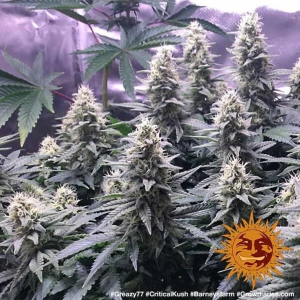 Barney_s-Farm-Critical-Kush-Feminized-Cannabis-Seed-Annibale-Seedshop-2
