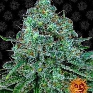 Barney_s-Farm-Critical-Kush-Feminized-Cannabis-Seed-Annibale-Seedshop