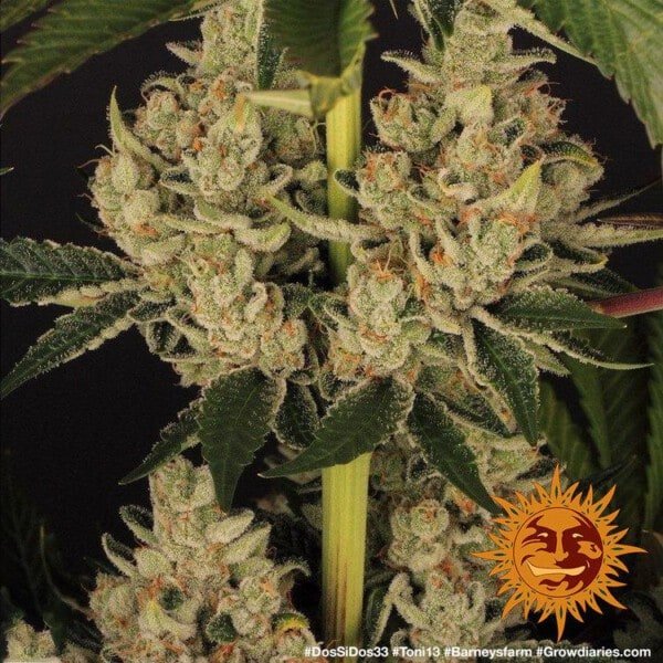 Barney_s-Farm-Dos-Si-Dos-33-Feminized-Cannabis-Seed-Annibale-Seedshop-1