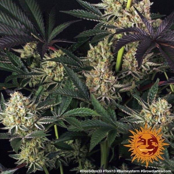 Barney_s-Farm-Dos-Si-Dos-33-Feminized-Cannabis-Seed-Annibale-Seedshop-2