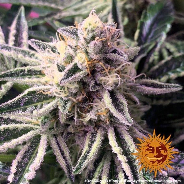 Barney_s-Farm-Dos-Si-Dos-33-Feminized-Cannabis-Seed-Annibale-Seedshop-3