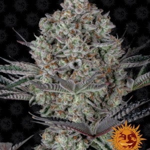 Barney_s-Farm-Dos-Si-Dos-33-Feminized-Cannabis-Seed-Annibale-Seedshop