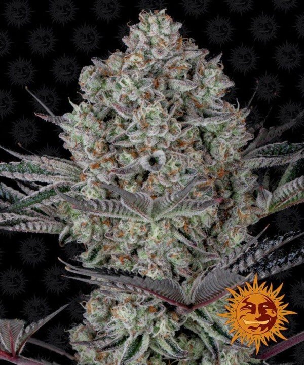 Barney_s-Farm-Dos-Si-Dos-33-Feminized-Cannabis-Seed-Annibale-Seedshop