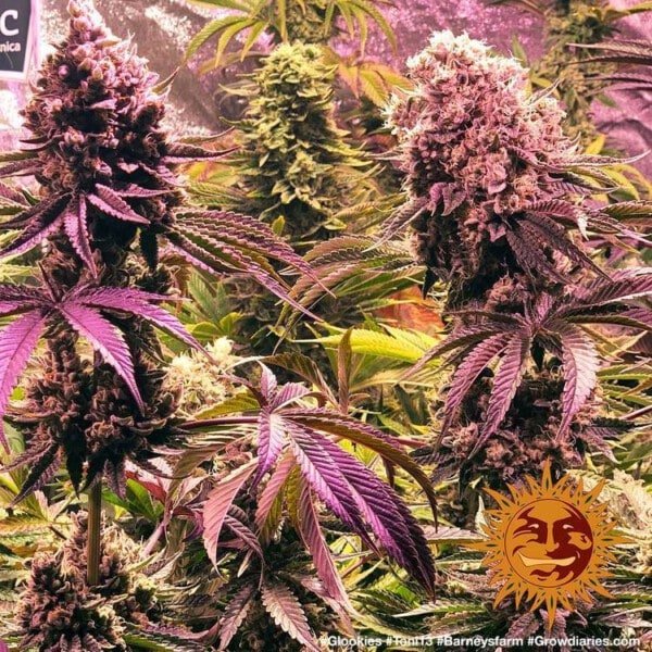 Barney_s-Farm-Glookies-Feminized-Cannabis-Seed-Annibale-Seedshop-1