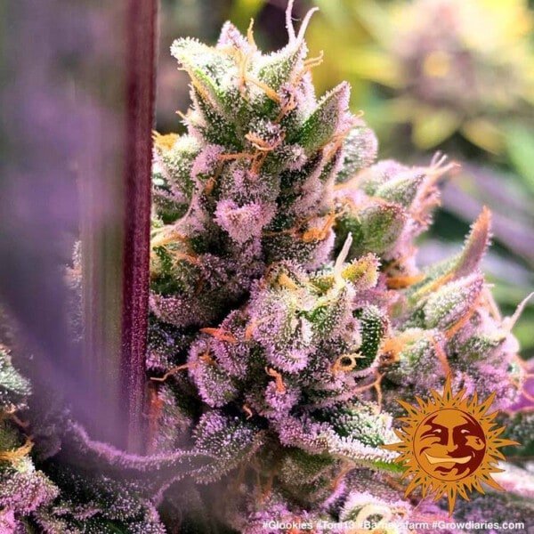 Barney_s-Farm-Glookies-Feminized-Cannabis-Seed-Annibale-Seedshop-2