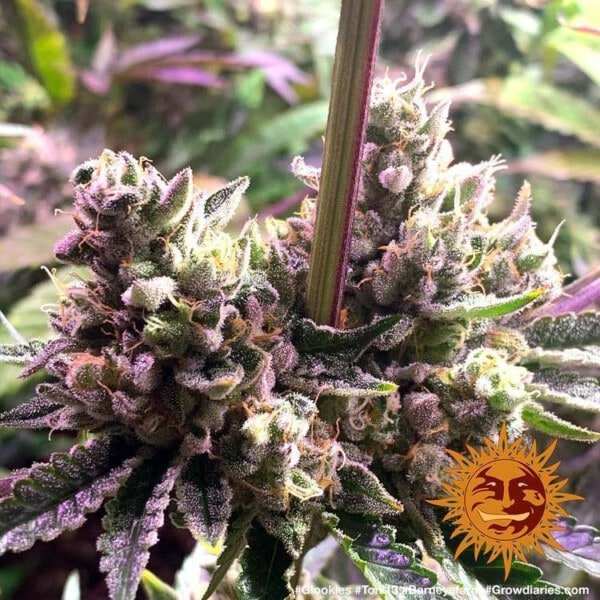 Barney_s-Farm-Glookies-Feminized-Cannabis-Seed-Annibale-Seedshop-3