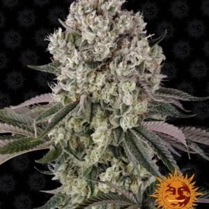 Barney_s-Farm-Glookies-Feminized-Cannabis-Seed-Annibale-Seedshop
