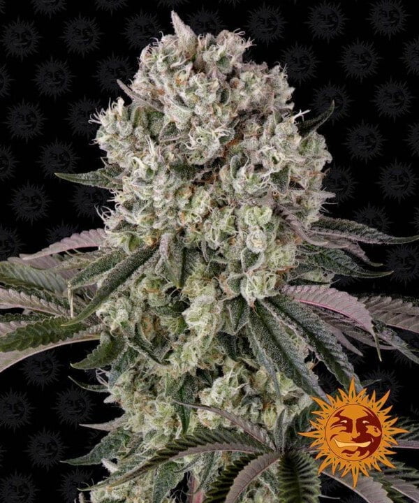 Barney_s-Farm-Glookies-Feminized-Cannabis-Seed-Annibale-Seedshop