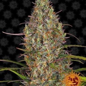 Barney_s-Farm-Glue-Gelato-Autoflowering-Feminized-Cannabis-Seed-Annibale-Seedshop