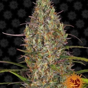 Barney_s-Farm-Glue-Gelato-Autoflowering-Feminized-Cannabis-Seed-Annibale-Seedshop