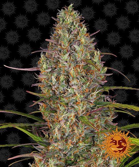 Barney_s-Farm-Glue-Gelato-Autoflowering-Feminized-Cannabis-Seed-Annibale-Seedshop